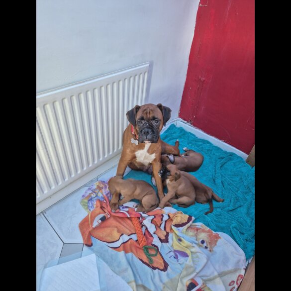 Boxer - Both