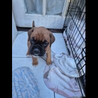 Boxer - Both