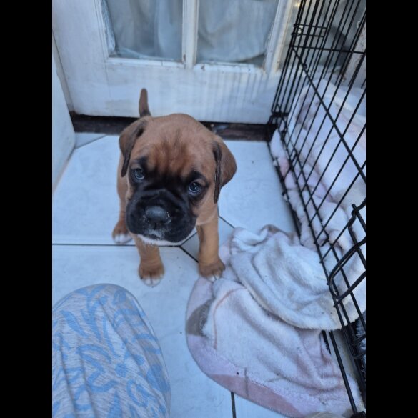 Boxer - Both