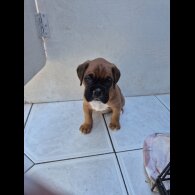Boxer - Both