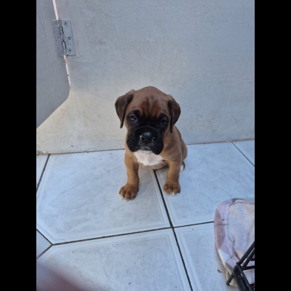 Boxer - Both