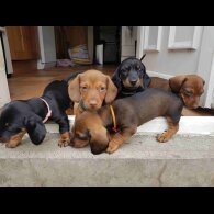 Dachshund (Standard &amp; Miniature) - Both