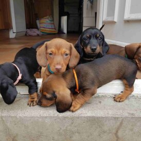Dachshund (Standard &amp; Miniature) - Both