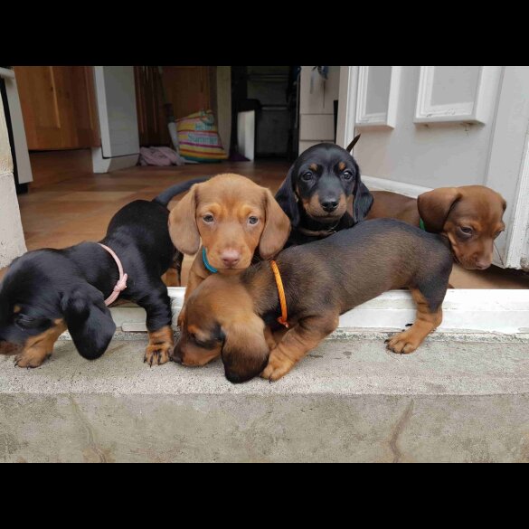 Dachshund (Standard &amp; Miniature) - Both