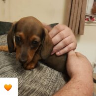 Dachshund (Standard &amp; Miniature) - Both