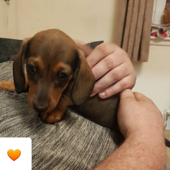 Dachshund (Standard &amp; Miniature) - Both