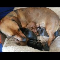 Dachshund (Standard &amp; Miniature) - Both