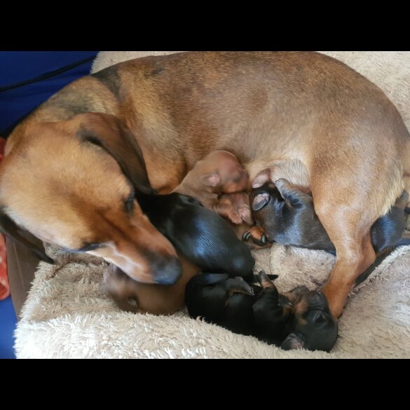 Dachshund (Standard &amp; Miniature) - Both