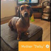 Dachshund (Standard &amp; Miniature) - Both