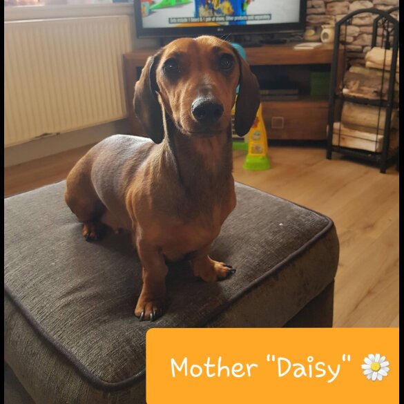 Dachshund (Standard &amp; Miniature) - Both