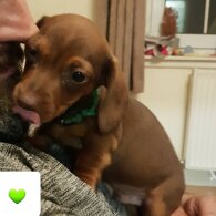 Dachshund (Standard &amp; Miniature) - Both