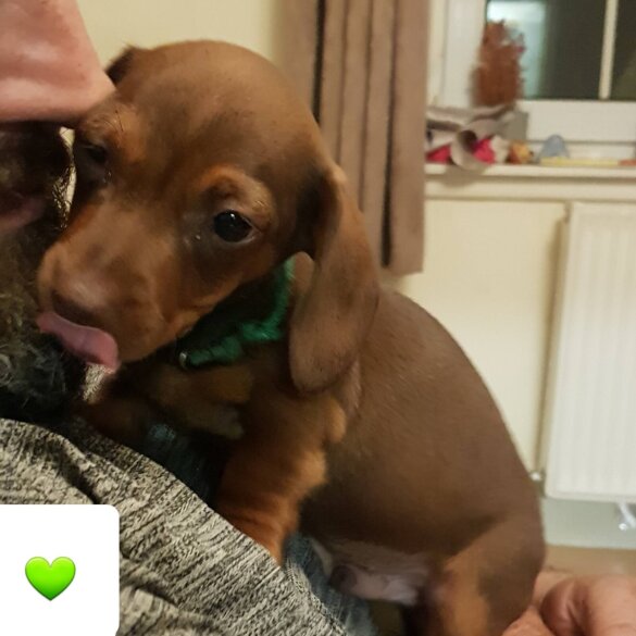 Dachshund (Standard &amp; Miniature) - Both
