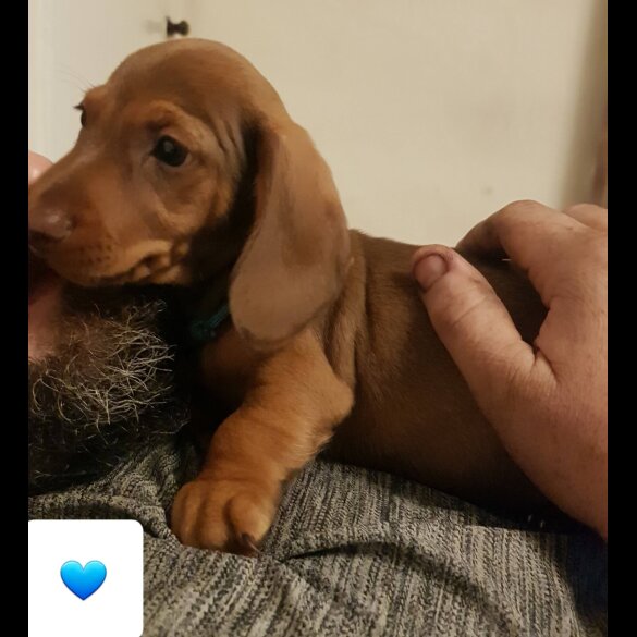 Dachshund (Standard &amp; Miniature) - Both
