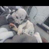 Dalmatian - Both