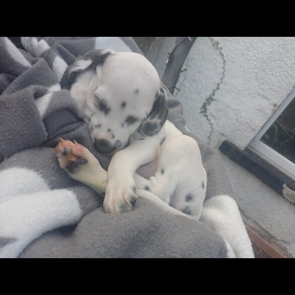 Dalmatian - Both