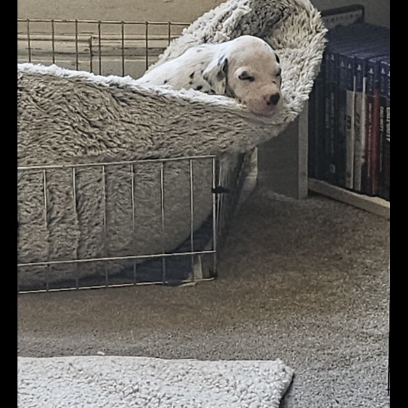 Dalmatian - Both