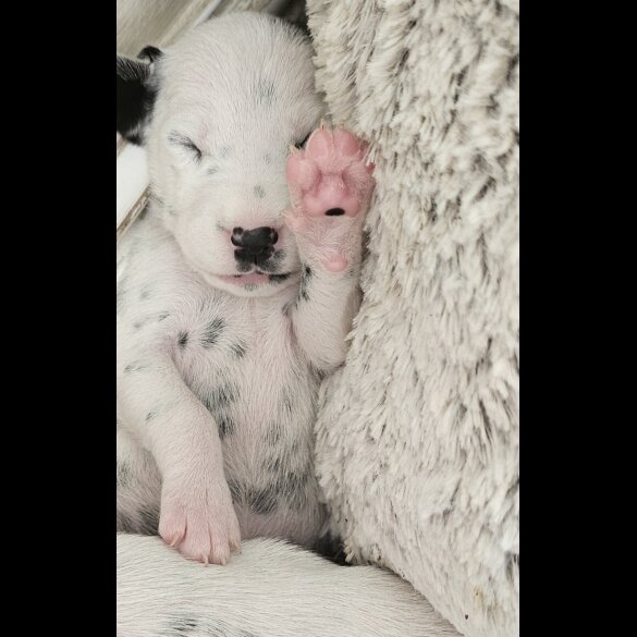 Dalmatian - Both