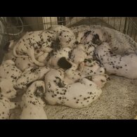 Dalmatian - Both