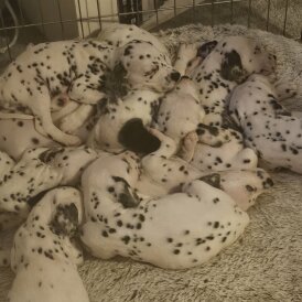 Dalmatian - Both