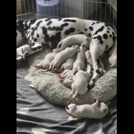 Dalmatian - Both