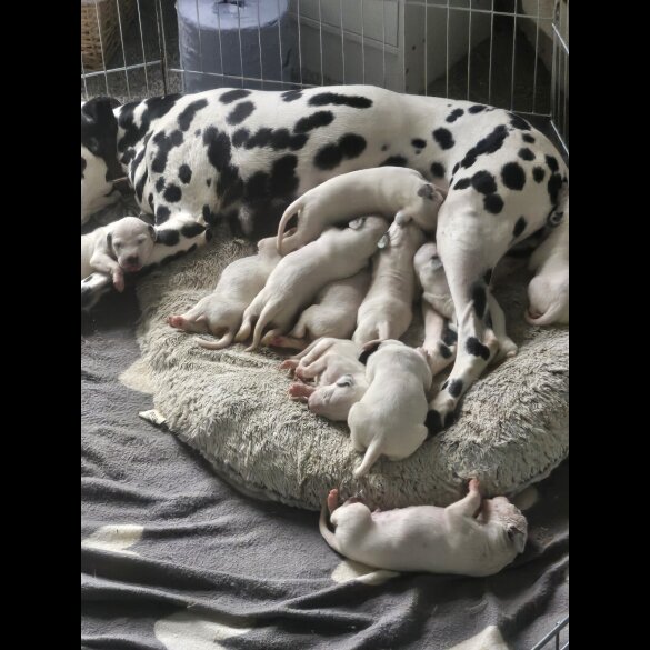 Dalmatian - Both
