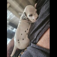 Dalmatian - Both