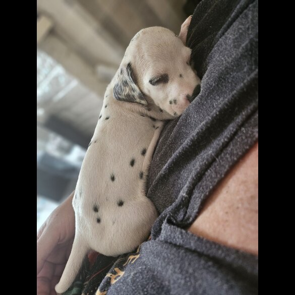 Dalmatian - Both