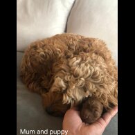 Cockapoo - Bitches