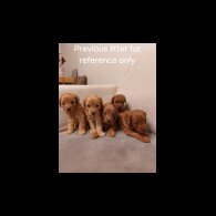 Cockapoo - Bitches