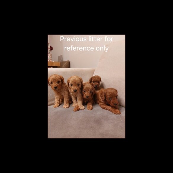Cockapoo - Bitches