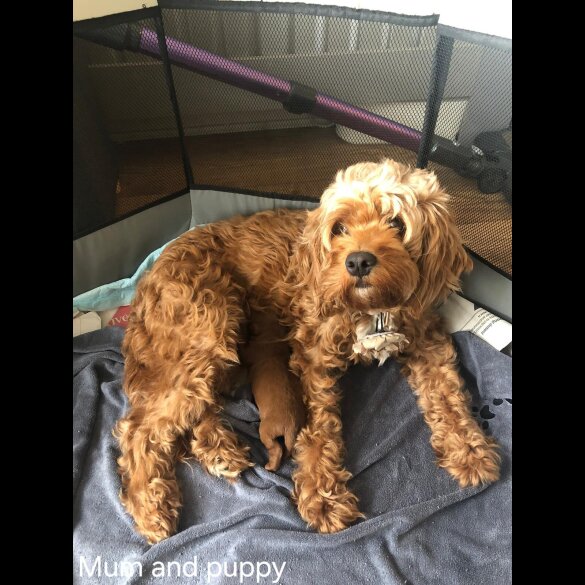 Cockapoo - Bitches