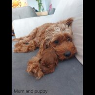 Cockapoo - Bitches
