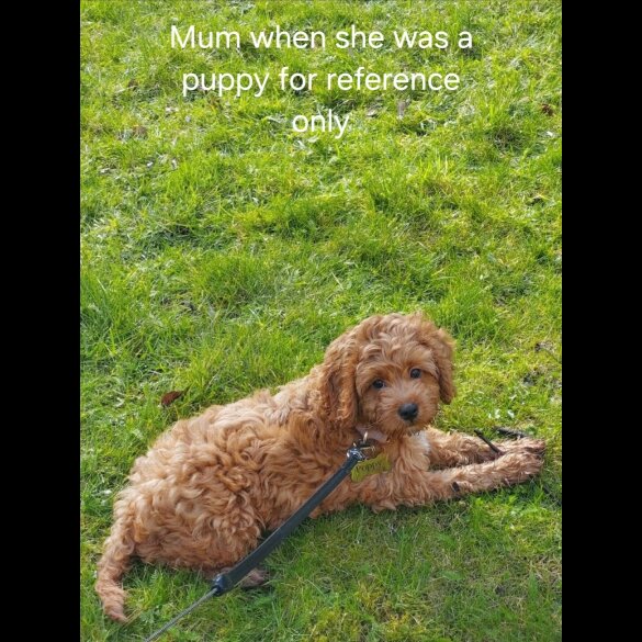Cockapoo - Bitches
