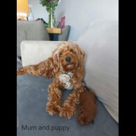 Cockapoo - Bitches