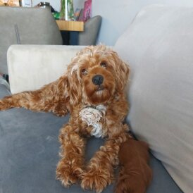 Cockapoo - Bitches
