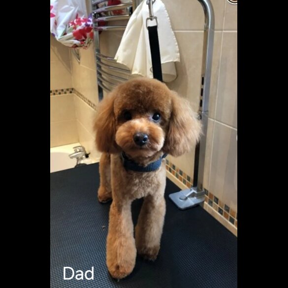 Cockapoo - Bitches