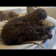 Irish Water Spaniel - Bitches