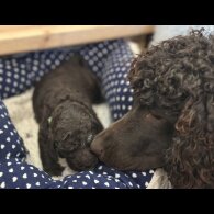 Irish Water Spaniel - Bitches