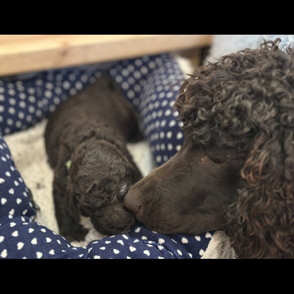 Irish Water Spaniel - Bitches