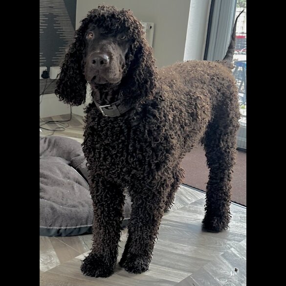 Irish Water Spaniel - Bitches