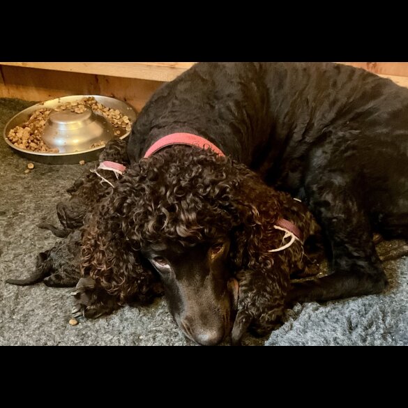 Irish Water Spaniel - Bitches