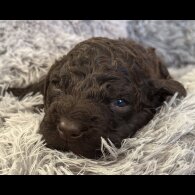 Irish Water Spaniel - Bitches