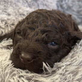 Irish Water Spaniel - Bitches