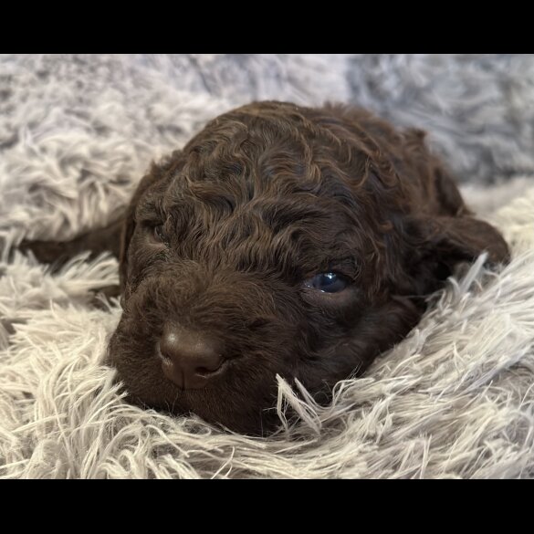 Irish Water Spaniel - Bitches