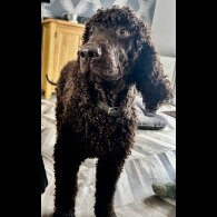 Irish Water Spaniel - Bitches
