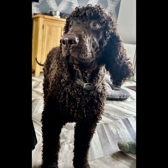 Irish Water Spaniel - Bitches