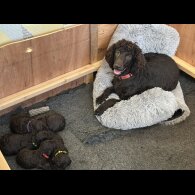 Irish Water Spaniel - Bitches