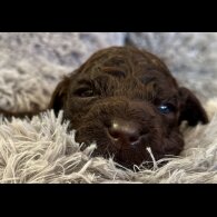 Irish Water Spaniel - Bitches