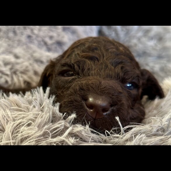 Irish Water Spaniel - Bitches