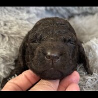 Irish Water Spaniel - Bitches